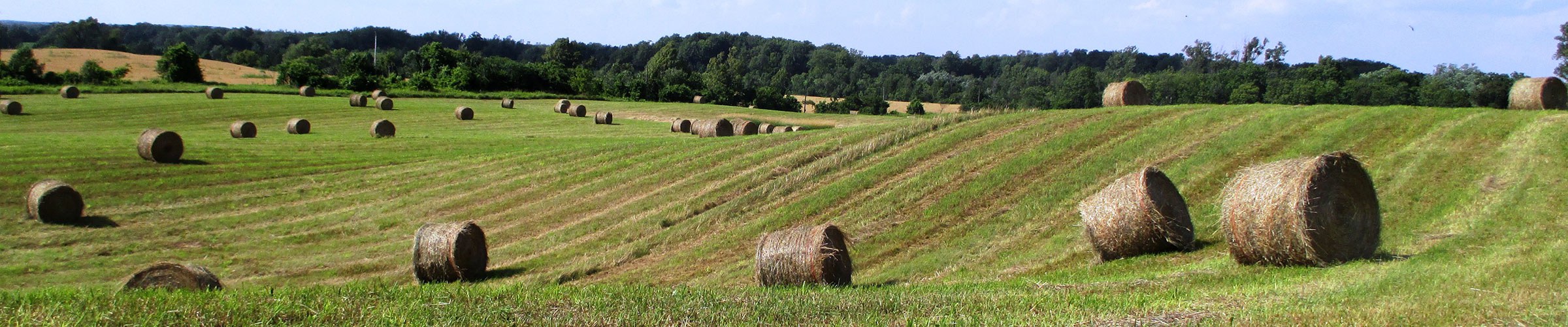 Panoramic view of Scotsdale’s hay fields at harvest time