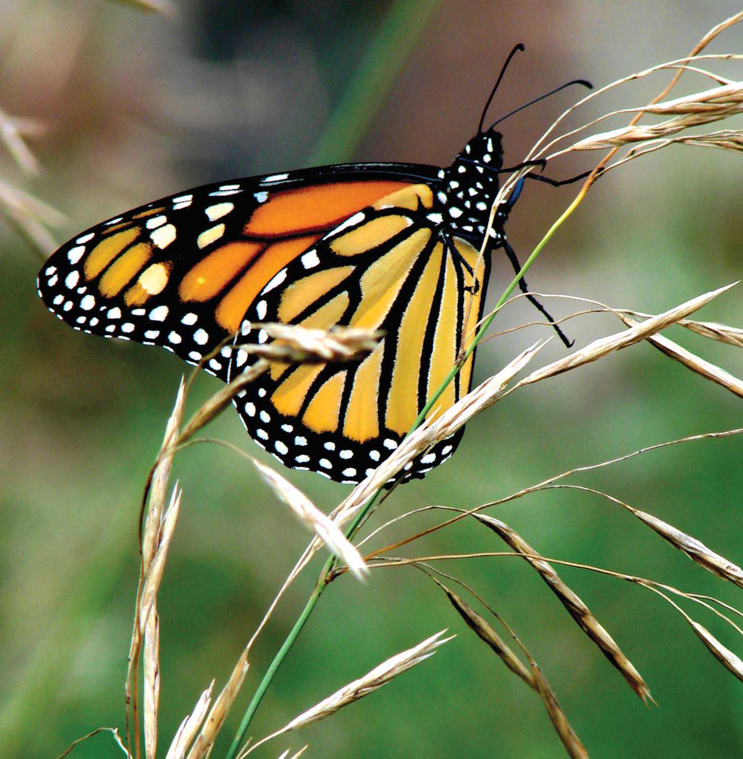 Un papillon monarque