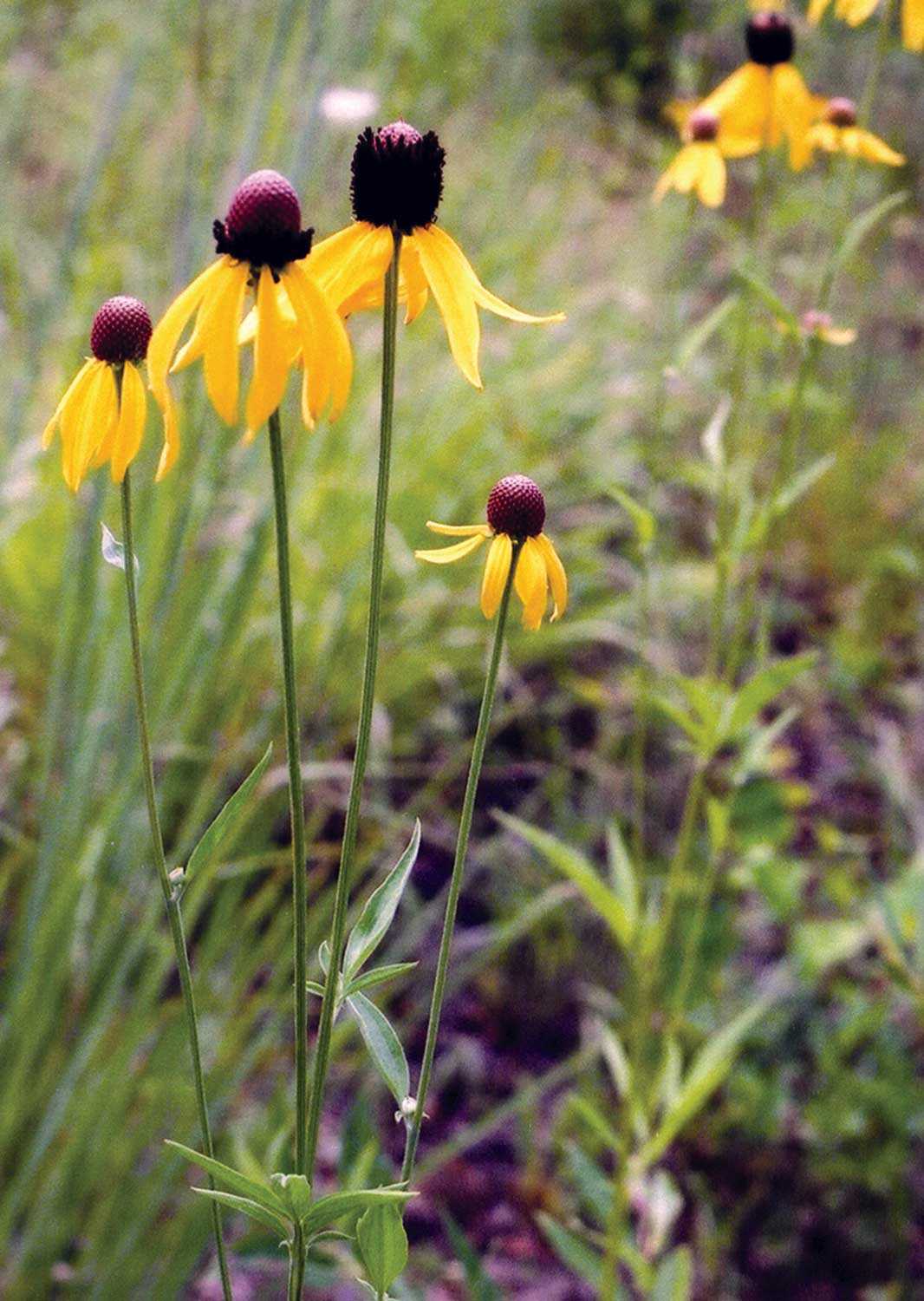 Un jardin urbain avec des rudbeckies à tête grise, une espèce indigène des prairies