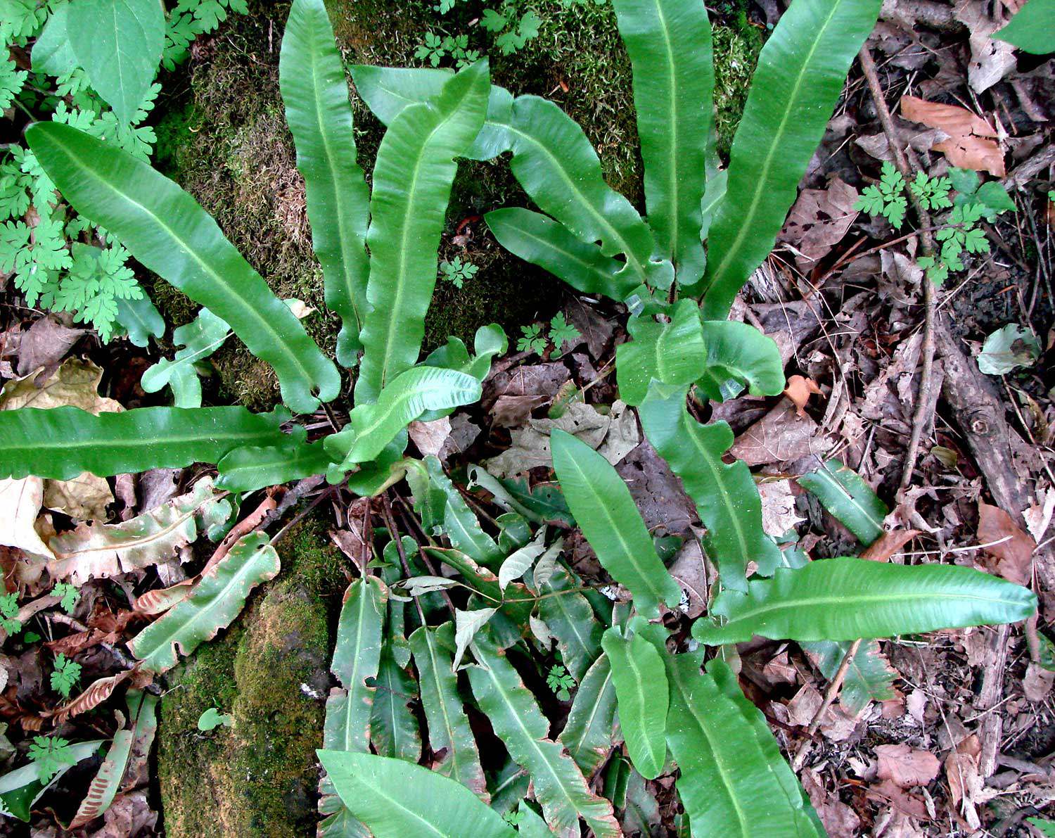 La scolopendre d’Amérique (Asplenium scolopendrium americanum) – Espèce préoccupante au niveau provincial et national