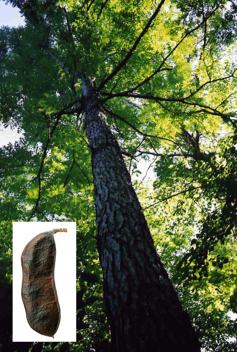 Chicot févier (Gymnocladus dioica) – Espèce menacée au niveau provincial et national