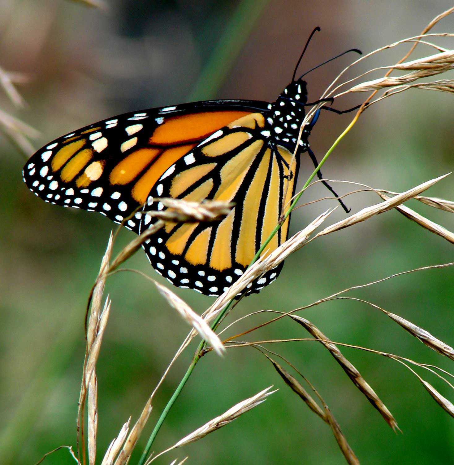 Monarque (Danaus plexippus) – Espèce préoccupante au niveau provincial et national