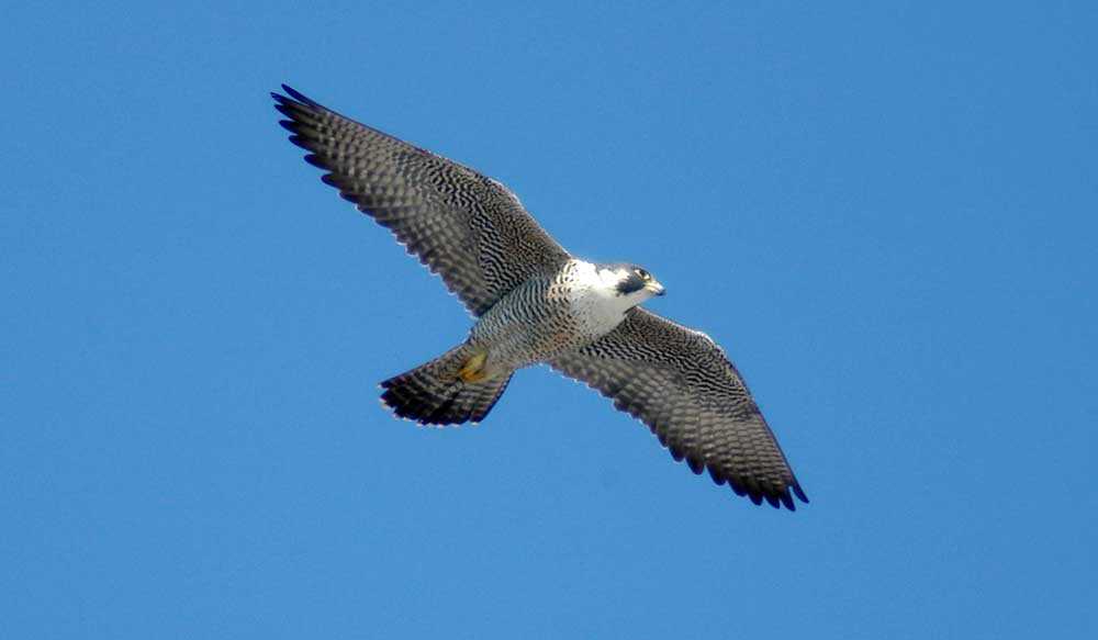 Faucon pèlerin (Falco peregrinus anatum) – Espèce menacée au niveau provincial et national (Photo : Barry Cherriere)