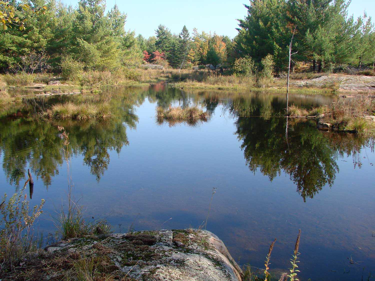 Un étang de castors sur la propriété des collines de Carp récemment acquise