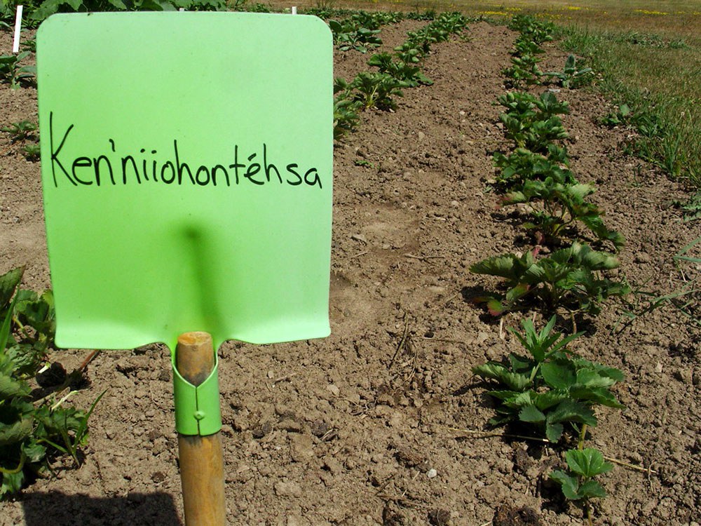 Ken’niiohontéhsa (fraises) (Photographie : Ryan DeCaire, Wáhta Mohawk Territory)