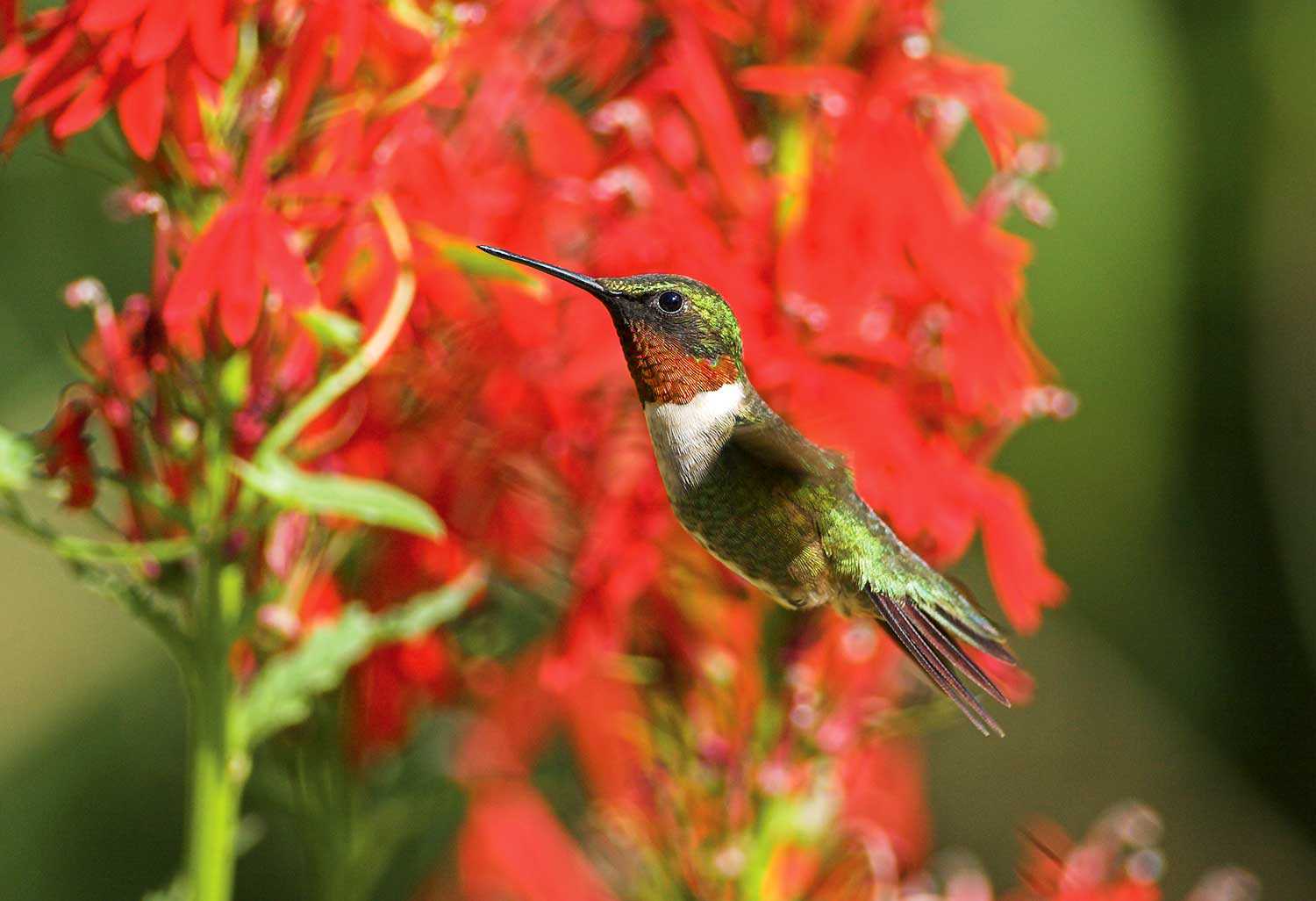 Colibri à gorge rubis sur un gloxinia écarlate dans le jardin de plantes indigènes (Native Plants Garden) (Photo de Jon Brierley).