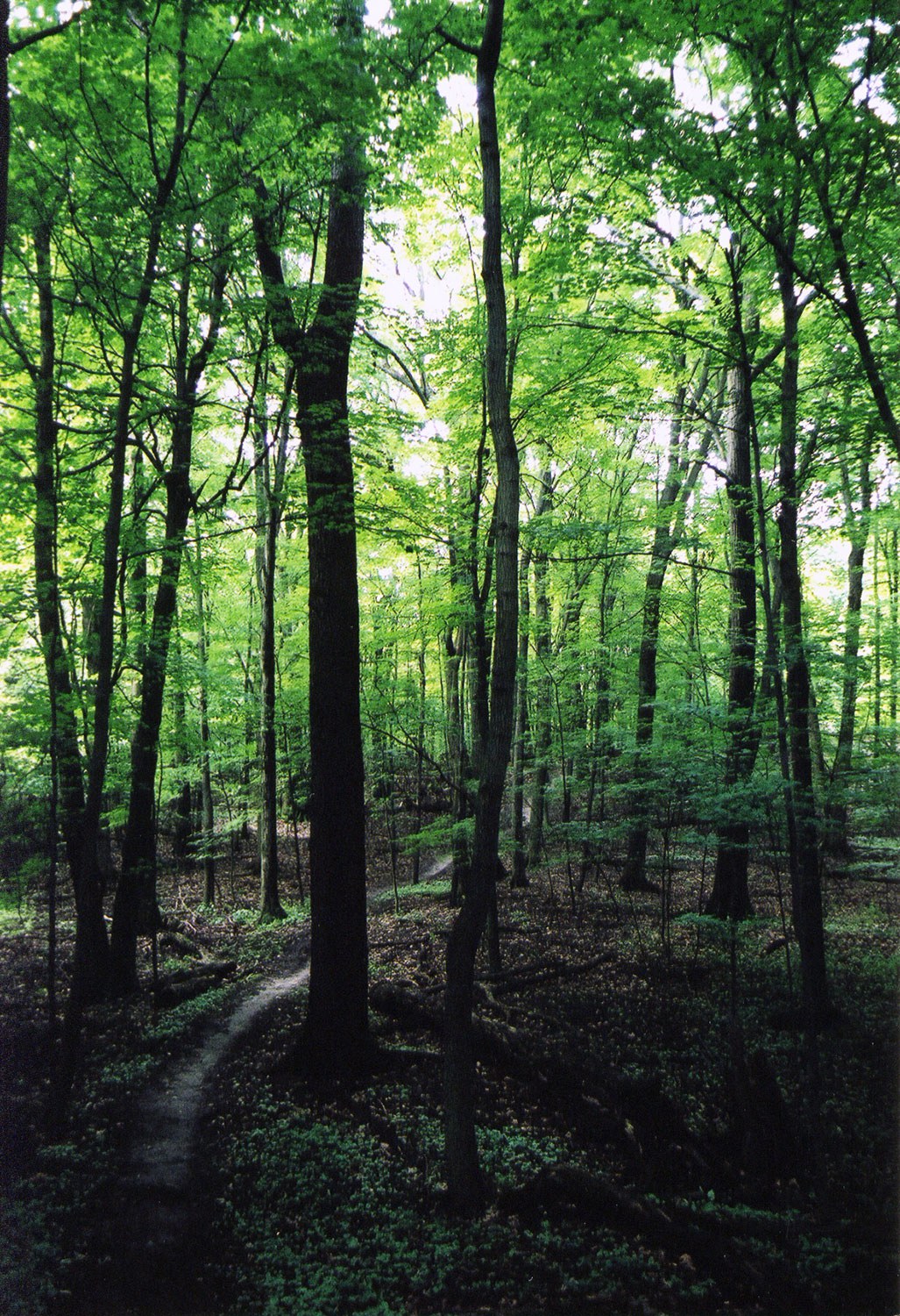 Propriété Farmer (an 3000 avant notre ère) sur l’escarpement du Niagara. Ce sentier a été fermé afin de protéger l’ancien site archéologique.