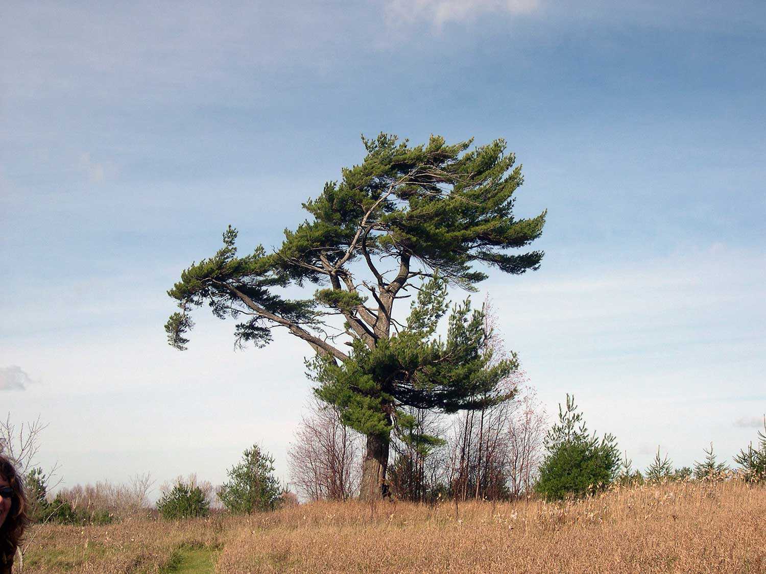 Protéger les arbres au moyen de blanc arboricole