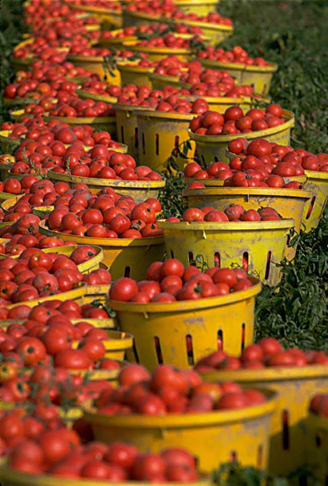 Leamington est la capitale canadienne autoproclamée de la tomate (Photo © Tourisme Ontario, 2010)