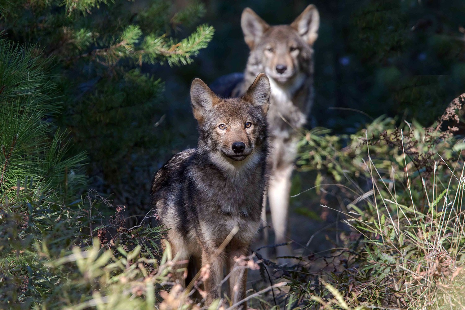 Loups (Photo : Michael Runtz)