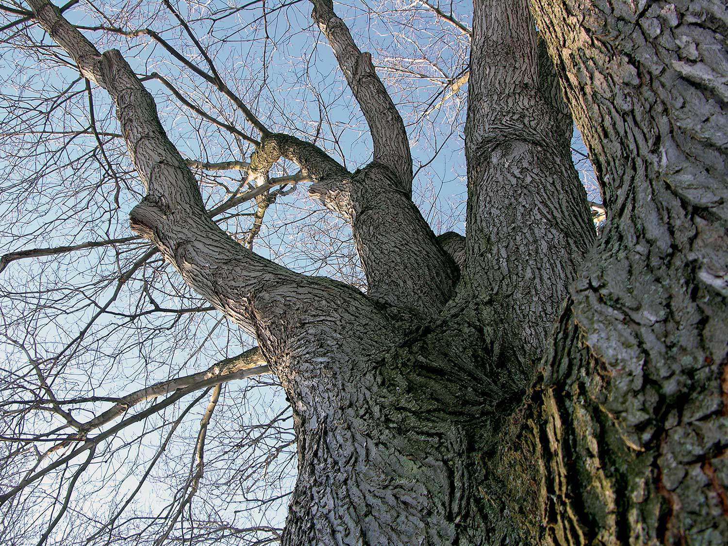 Arbre en hiver