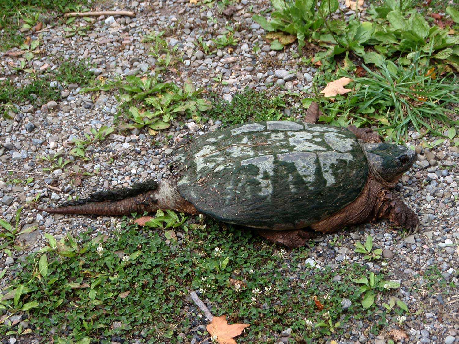 Cette chélydre serpentine (Ferme Scotsdale, propriété de la Fiducie) est particulièrement menacée et figure parmi les espèces citées dans la Loi de 2007 sur les espèces en voie de disparition de l’Ontario.