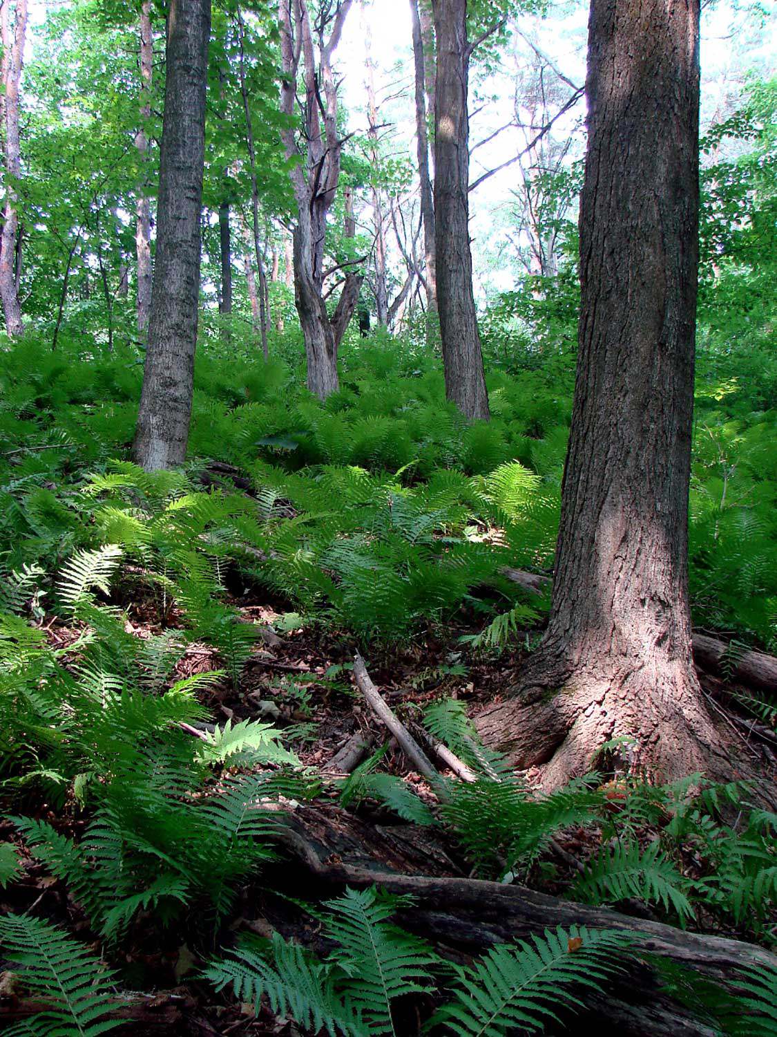 La biodiversité en Ontario : UN DÉfI à RELEVER