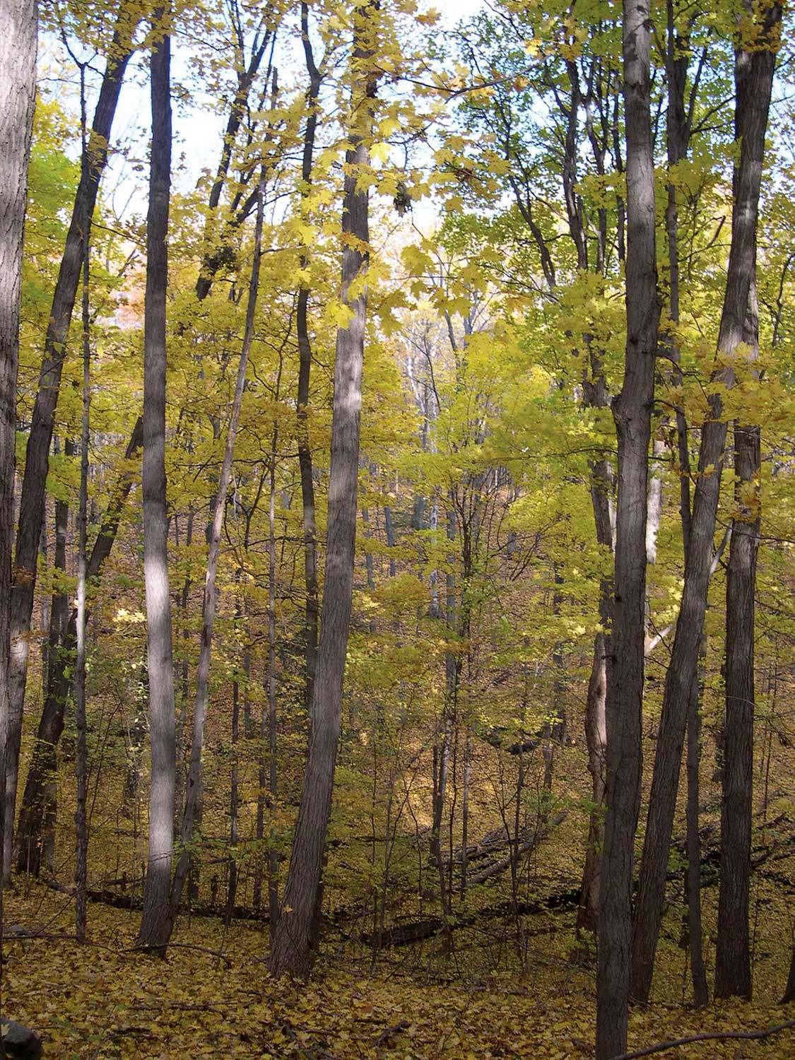 Un tributaire de la rivière Credit traverse cette forêt carolinienne dont Barbara Elizabeth Jacquith a fait don à la province. C’est une importante source d’alimentation en eau souterraine