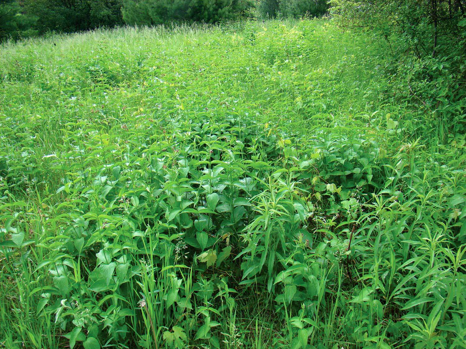 Dompte-venin de Russie ou Cynanchum rossicum (également connu sous le nom de cynanche pâle) dans la zone du ruisseau Fleetwood