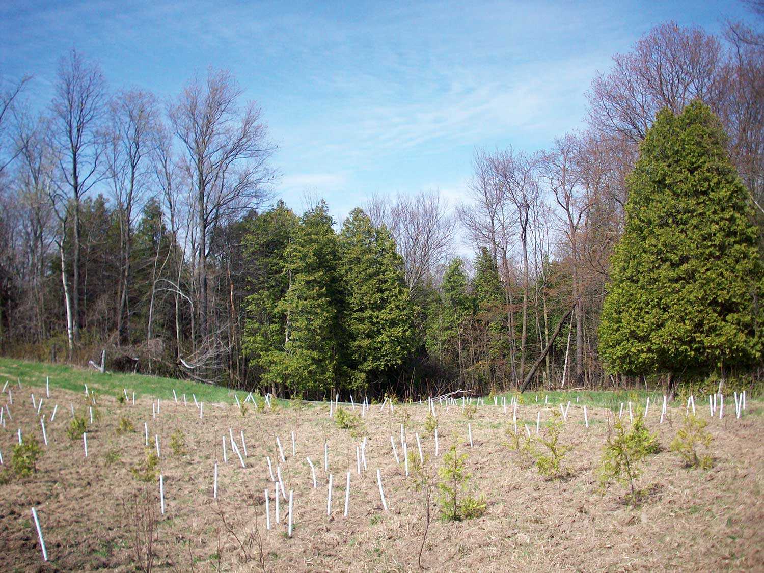 Zone de plantations d’espèces de basses terres venant agrandir l’actuelle couverture qui jouxte l’ancien pré de la propriété Blair (photo présentée avec l’aimable autorisation de John Stille).